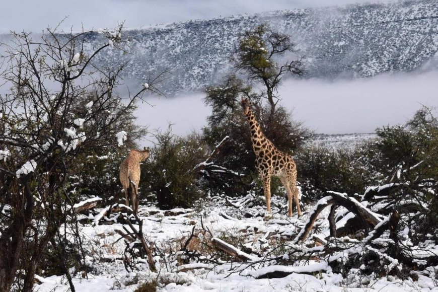 Rare snowfalls covered South Africa: infrastructure is paralyzed, lions and giraffes walk through snowdrifts